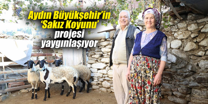 Aydın Büyükşehir’in ‘Sakız Koyunu’ projesi yaygınlaşıyor