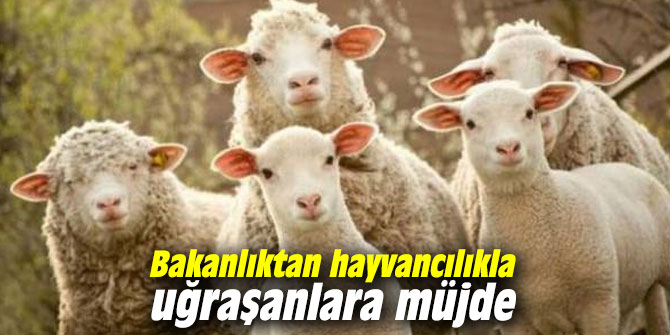 Bakanlıktan hayvancılıkla uğraşanlara müjde