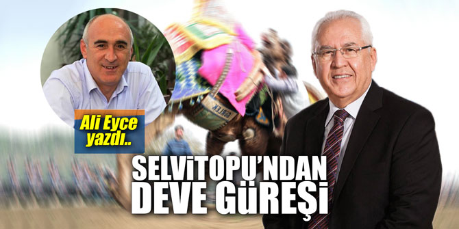 Selvitopu’ndan deve güreşi!