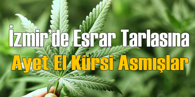 İzmir'de Uyuşturucu Tacirlerinden Dualı Esrar Tarlası