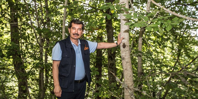 Demirci'de doğa harikası kayın ağaçları