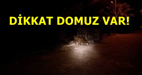 Domuzlar Foça'ya İndi