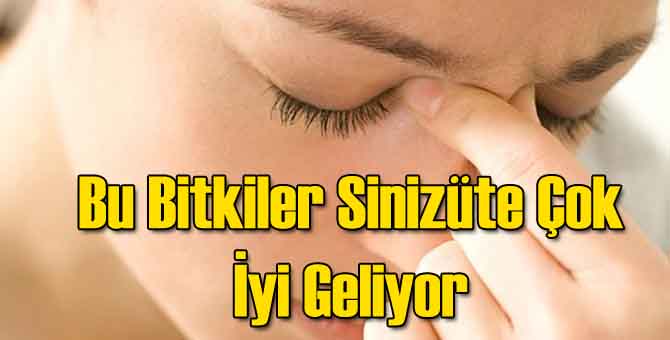 Bu Bitkiler Sinüzite İyi Geliyor