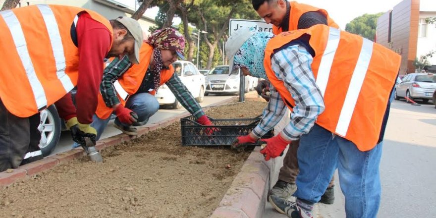 Bu yıl da Ödemiş caddelerinde laleler açacak