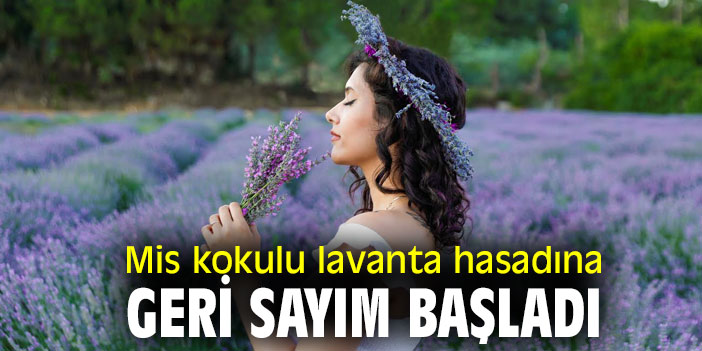 Seferihisar'da mis kokulu lavanta hasadına geri sayım başladı