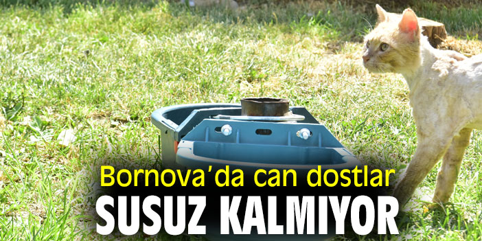 Bornova Belediyesi, can dostları susuz bırakmıyor