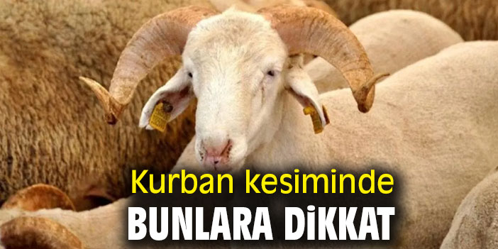 Kurban kesiminde bunlara dikkat