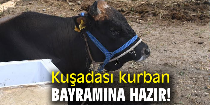 Kuşadası kurban bayramına hazır