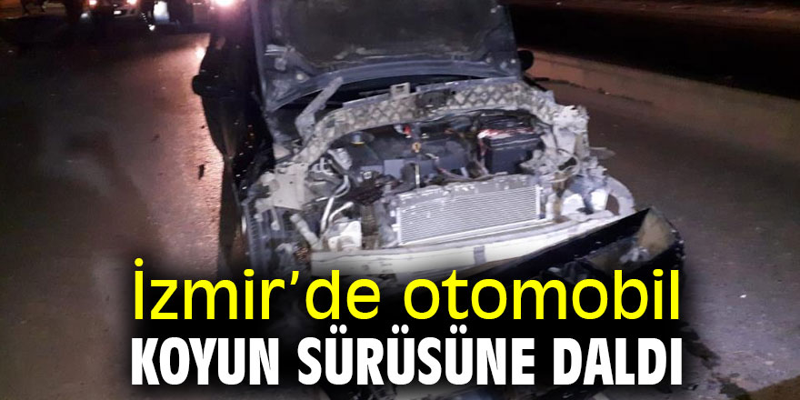 Otomobil koyun sürüsüne daldı!