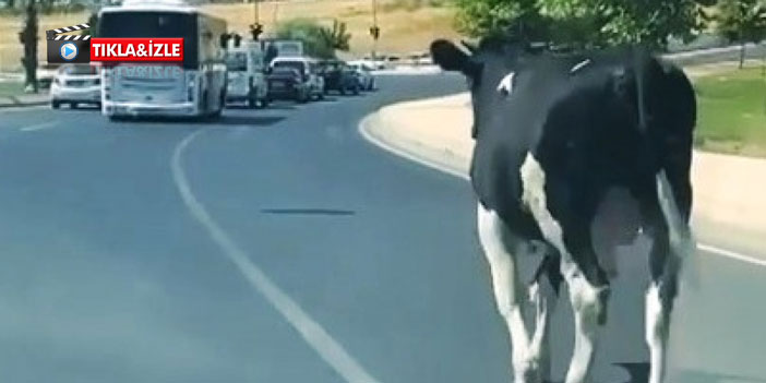 Boğalar kaçtı! Ortalık savaş alanına döndü