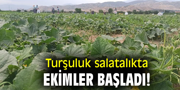 Turşuluk salatalıkta ekimler başladı!