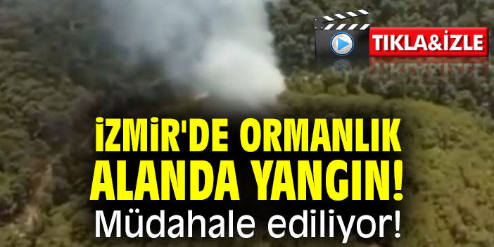 İzmir'de ormanlık alanda yangın! Müdahale ediliyor!