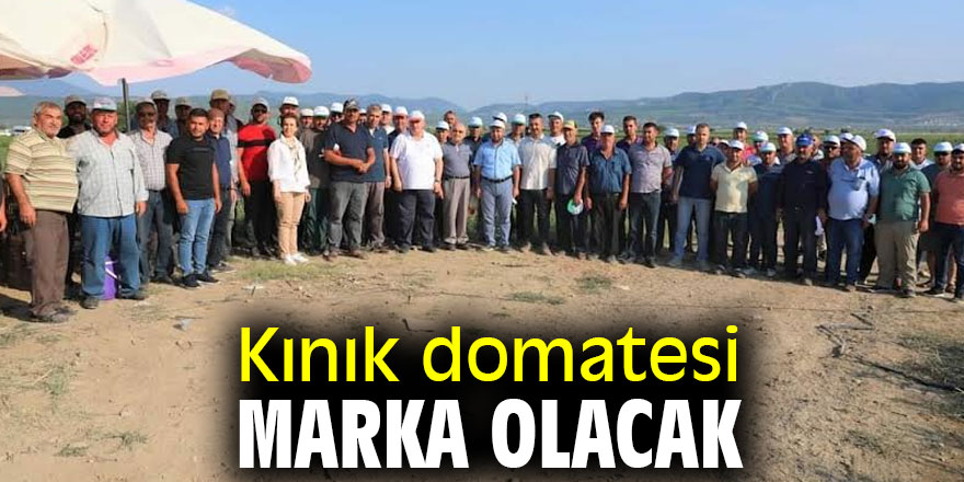 Kınık domatesi marka olacak