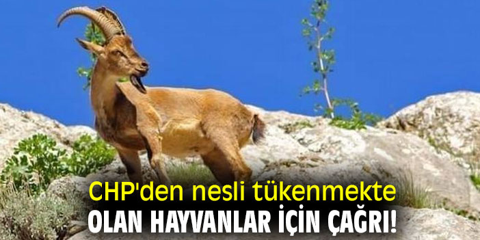 CHP'den nesli tükenmekte olan hayvanlar için çağrı!