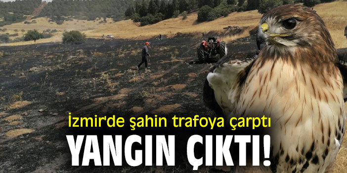 İzmir'de şahin trafoya çarptı, yangın çıktı!
