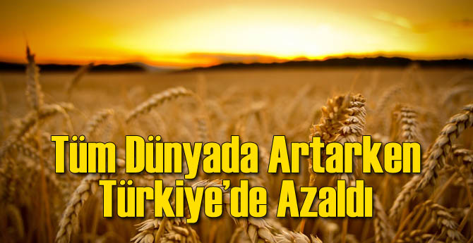 Tüm Dünyada Artarken Türkiye'de Azalıyor