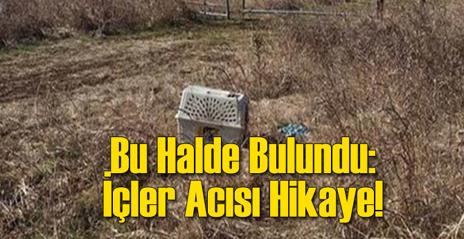 Açlıktan Ölüyordu Son Anda Yetiştiler