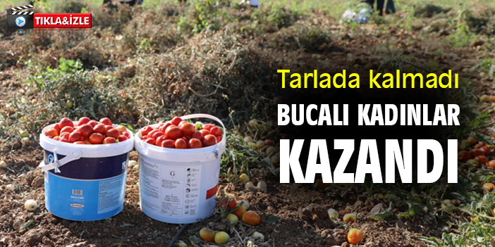 Tarlada Kalmadı Bucalı Kadınlar Kazandı