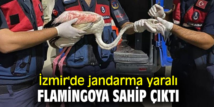 İzmir'de jandarma yaralı flamingoya sahip çıktı