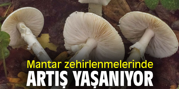 Mantar zehirlenmelerinde artış yaşanıyor