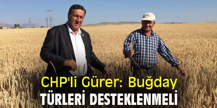 CHP'li Gürer: Buğday türleri desteklenmeli