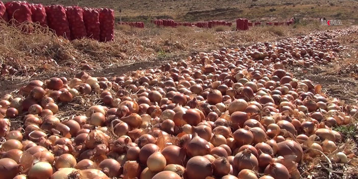 Soğan tarlada kaldı, üreticiler zor durumda