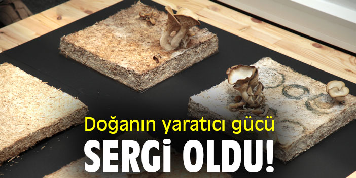 Doğanın yaratıcı gücü sergi oldu!