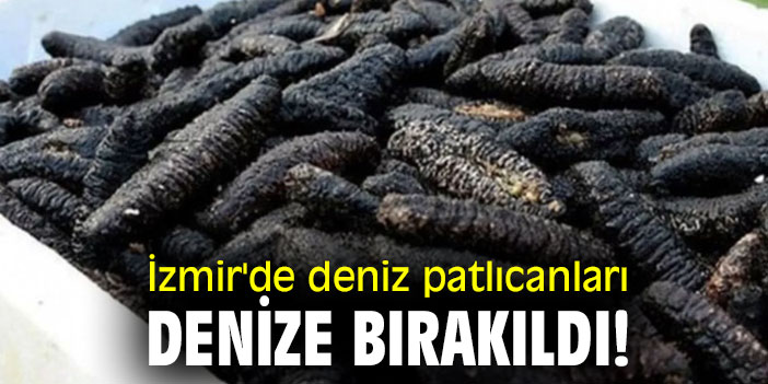 İzmir'de deniz patlıcanları denize bırakıldı!