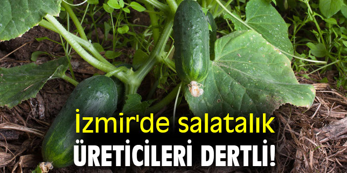 Salatalık üreticileri dertli!
