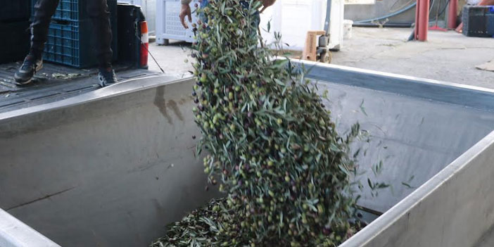 Foça'da zeytin hasat sezonu açıldı