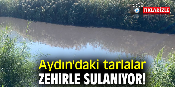 Aydın'daki tarlalar zehirle sulanıyor!