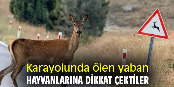 Karayolunda ölen yaban hayvanlarına dikkat çektiler