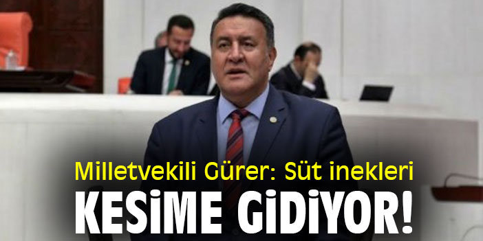 Milletvekili Gürer: Süt inekleri kesime gidiyor!