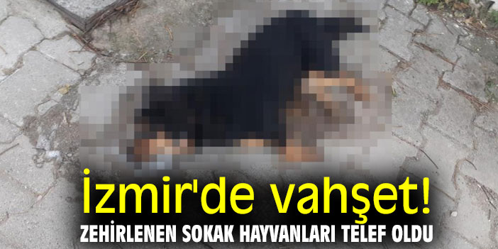 İzmir'de vahşet! Zehirlenen sokak hayvanları telef oldu