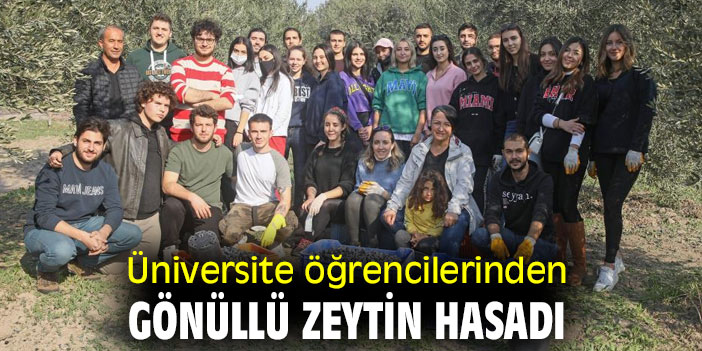Üniversite öğrencilerinden gönüllü zeytin hasadı