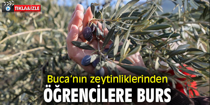 Buca’nın zeytinliklerinden öğrencilere burs