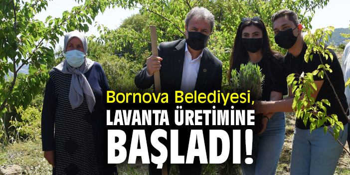 Bornova Belediyesi, lavanta üretimine başladı!