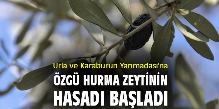Urla ve Karaburun Yarımadası'na özgü hurma zeytinin hasadı başladı