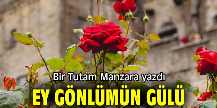 EY GÖNLÜMÜN GÜLÜ