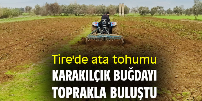 Tire'de ata tohumu karakılçık buğdayı toprakla buluştu
