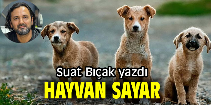 HAYVAN SAYAR