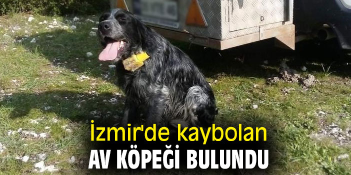 İzmir'de kaybolan av köpeği bulundu