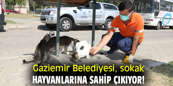 Gaziemir Belediyesi, sokak hayvanlarına sahip çıkıyor!