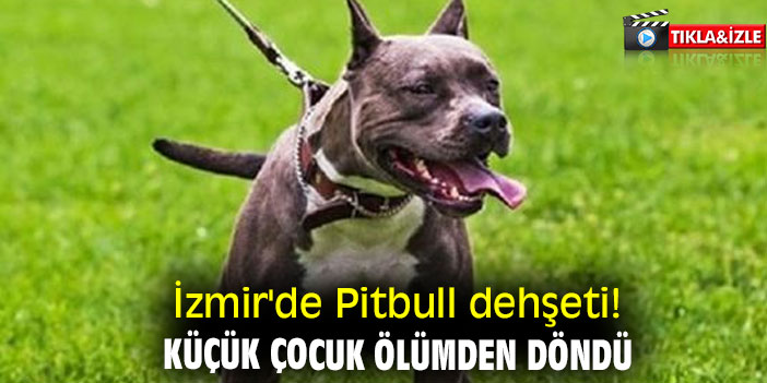 İzmir'de Pitbull dehşeti! Küçük çocuk ölümden döndü