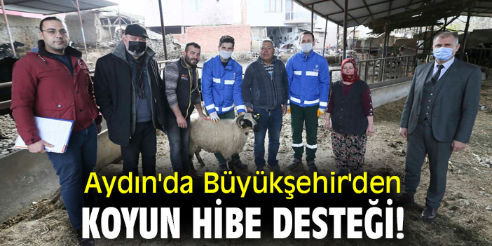 Aydın'da Büyükşehir'den koyun hibe desteği!