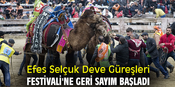 Efes Selçuk Deve Güreşleri Festivali'ne geri sayım başladı