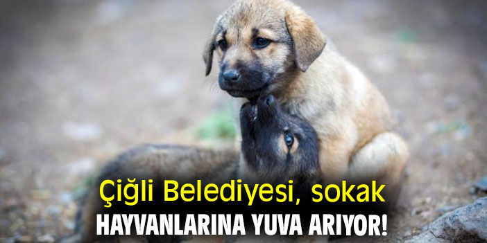 Çiğli Belediyesi, sokak hayvanlarına yuva arıyor!