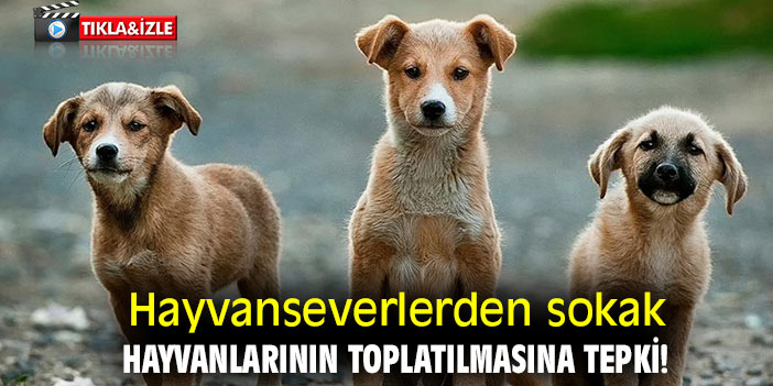 Hayvanseverlerden sokak hayvanlarının toplatılmasına tepki!