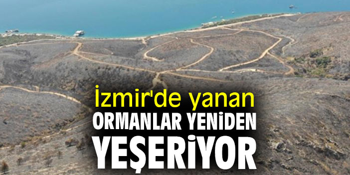 İzmir'de yanan ormanlar ağaçlandırılıyor