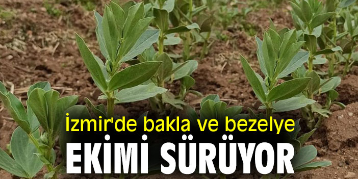 İzmir'de bakla ve bezelye ekimi sürüyor